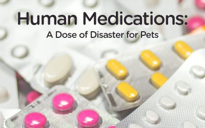 Human Medications: A Dose of Disaster for Pets
