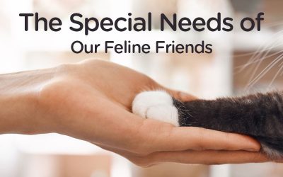 The Special Needs of Our Feline Friends