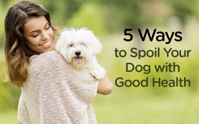 5 Ways to Spoil Your Dog with Good Health