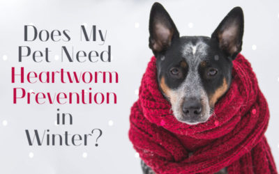 Does My Pet Need Heartworm Prevention in Winter?