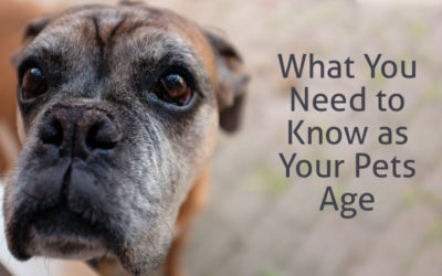 What You Need to Know as Your Pets Age
