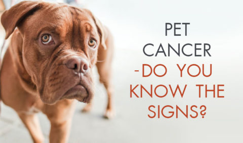 Pet Cancer - Do You Know the Signs? - Cloquet Animal Hospital