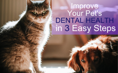 Improve Your Pet’s Dental Health In 3 Easy Steps
