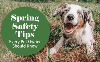 Spring Safety Tips Every Pet Owner Should Know