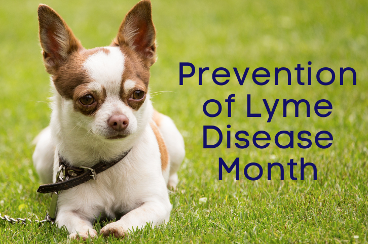 Prevention of Lyme Disease