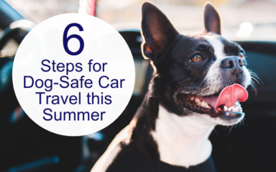 6 Steps for Dog-Safe Car Travel this Summer