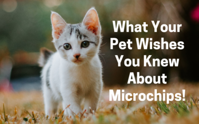 What Your Pet Wishes You Knew About Microchips!