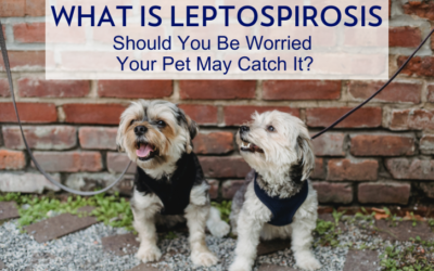 What is Leptospirosis & Should You Be Worried Your Pet May Catch It?