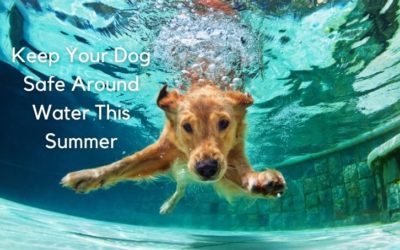 Keep Your Dog Safe Around Water This Summer