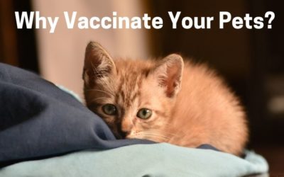 Why Vaccinate Your Pets?