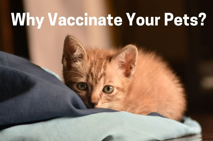 Why Vaccinate Your Pets?