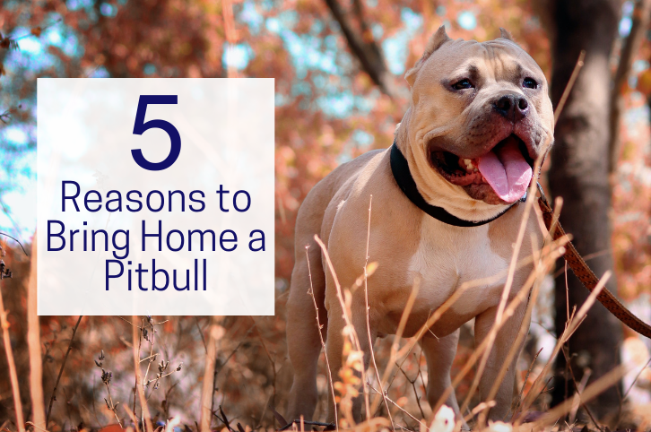 5 Reasons to Bring Home a Pitbull