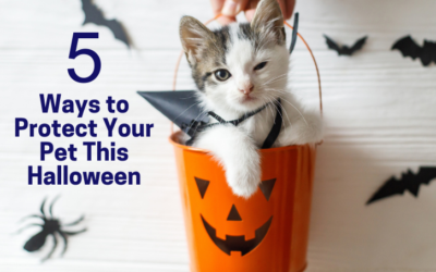 5 Ways to Protect Your Pet This Halloween