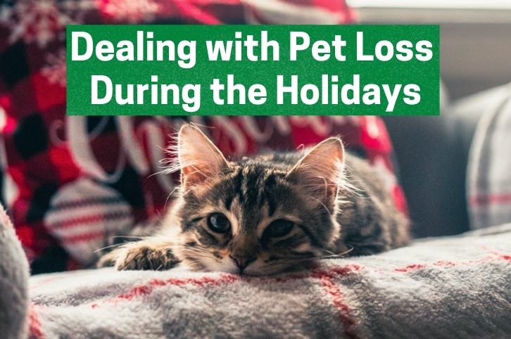 Pet Loss During Holidays