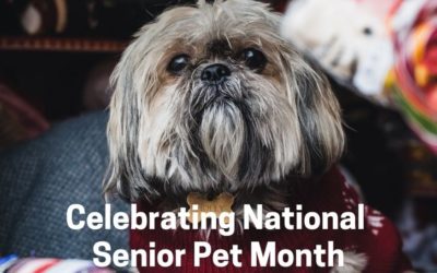 Celebrating National Senior Pet Month