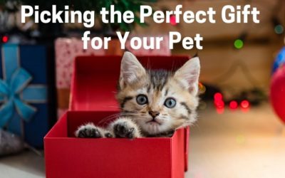 Picking the Perfect Gift for Your Pet