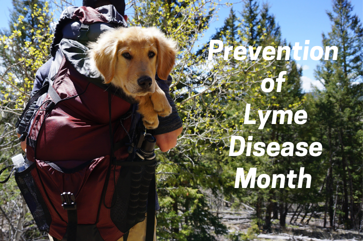 Prevention of Lyme Disease Month