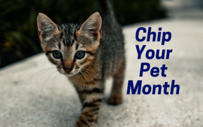 Chip Your Pet Month