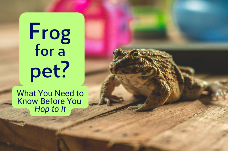 What You Need to Know About Pet Frogs  