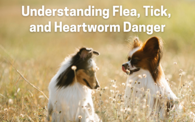 Understanding Flea, Tick, and Heartworm Danger