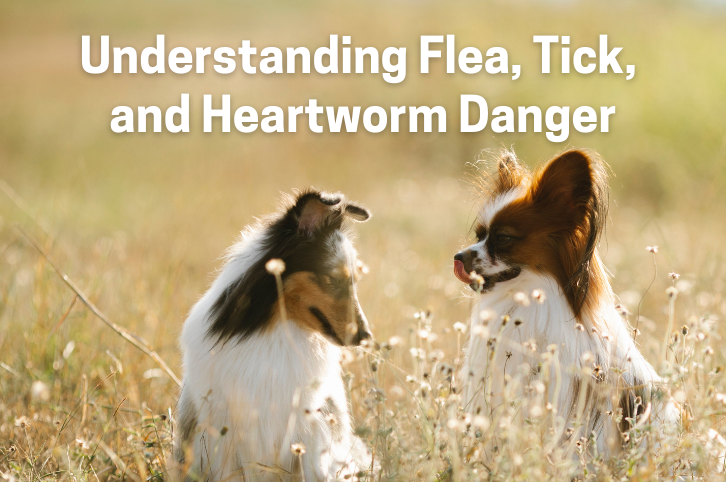 Understanding Flea, Tick, and Heartworm Danger