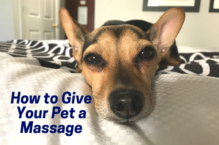 How to Give Your Pet A Massage