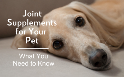 Joint Supplements for Your Pet: What You Need to Know 