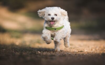 Hop, Skip, and Jump Towards Pet Safety this Easter