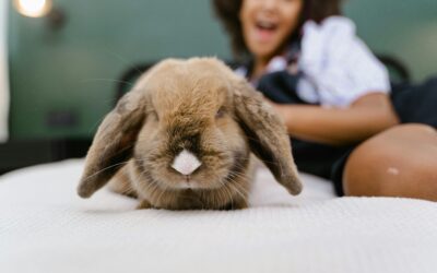 Why Health Checks for Rabbits Are Important