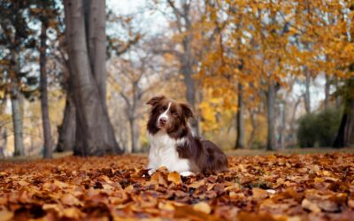 Stay Safe This Autumn: Essential Pet Safety Tips for Cloquet Pet Owners