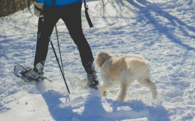 Winter Wellness: How to Keep Your Pet Healthy During Cold Weather in Cloquet, MN