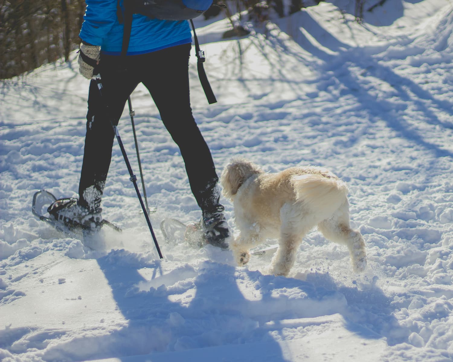 Winter Wellness: How To Keep Your Pet Healthy During Cold Weather In 