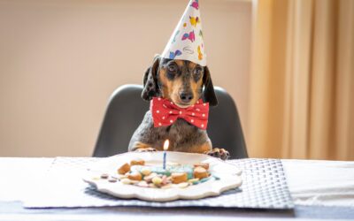 Start the New Year Right with Expert Pet Health Tips from Cloquet Animal Hospital