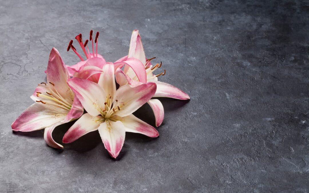 colorful lilly flowers