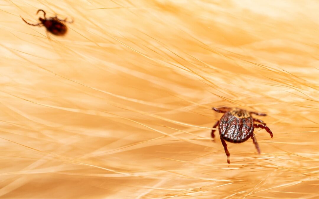 ticks on dogs hair