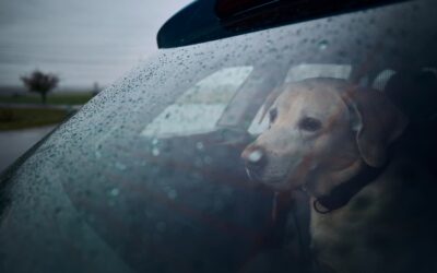 The Disaster Bag You Didn’t Know Your Pet Needed