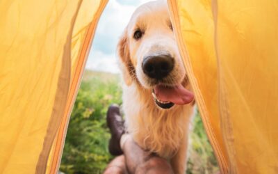Campfire Nights & Pet Safety: What You Should Know