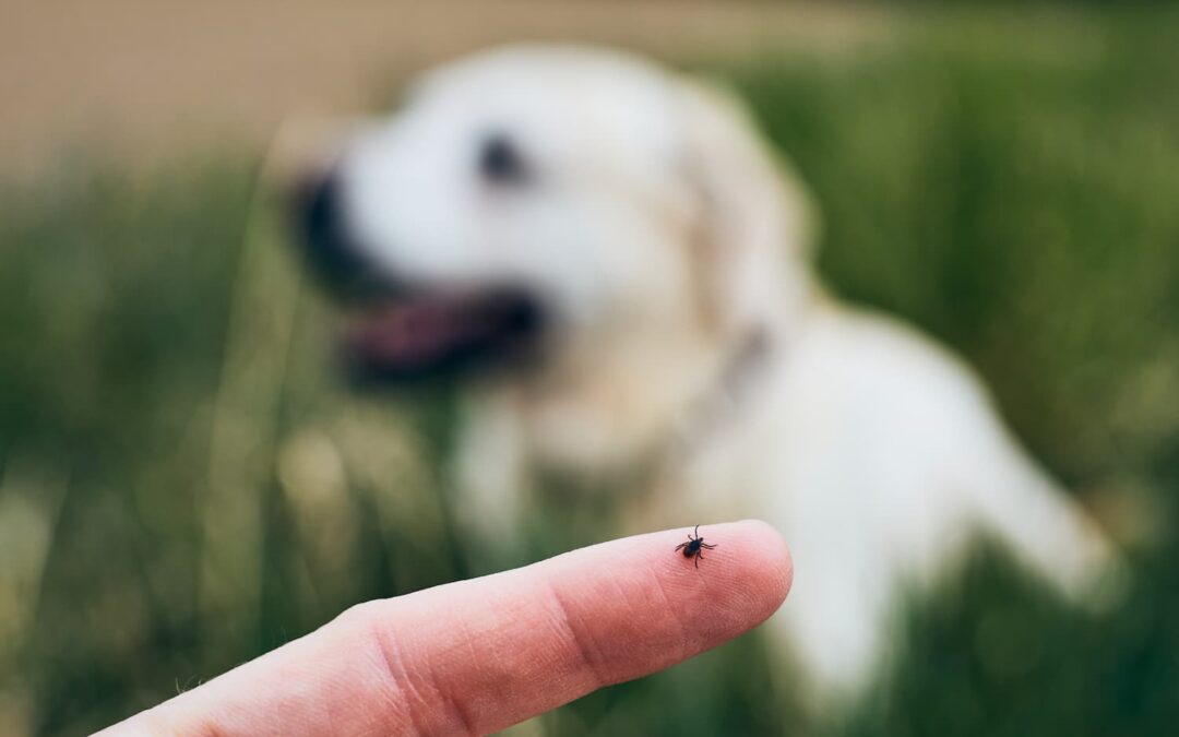 tick-on-human-finger-against-dog