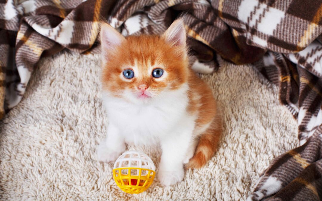Tips for Raising a Kitten