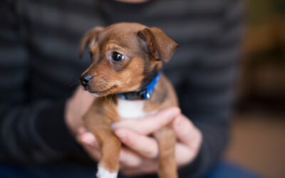 How Microchips Save Lives: Debunking Common Misconceptions