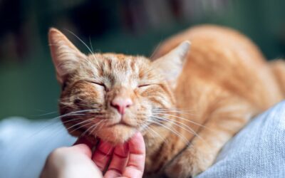 Purrfectly Happy: Celebrate Happy Cat Month with These Simple Tips!