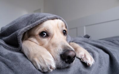 Don’t Let Pain Steal Your Pet’s Joy: Tips for Animal Pain Awareness Month