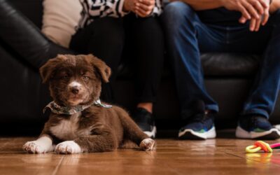 Adopt, Don’t Shop: Essential Tips for Welcoming a New Fur Family Member