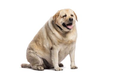 Is Your Pet Overweight? 5 Ways to Keep Them Fit!