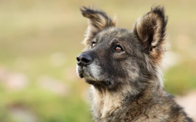 Is Your Pet Getting Older? Here’s How to Support Their Golden Years