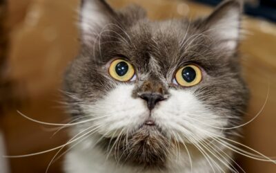 Could Your Pet Have Diabetes? Know the Signs