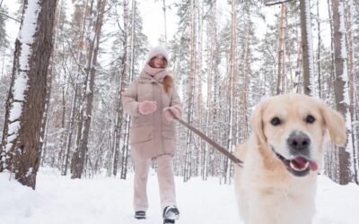 Ice Melt and Antifreeze: Winter Toxins That Send Pets to the ER