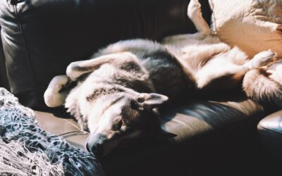 From Shelter to Sofa: Celebrating the Unconditional Love of Your Adopted Dog