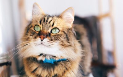 One Health Awareness Month: How Pet Care Supports Family and Community Health