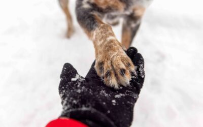 Snow, Salt, and Sore Pads: Keeping Your Pet’s Feet Safe This Winter